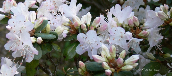 Bois des Moutiers (21) Avril 2012